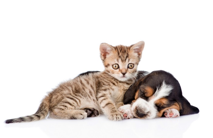 Kitten and puppy resting together