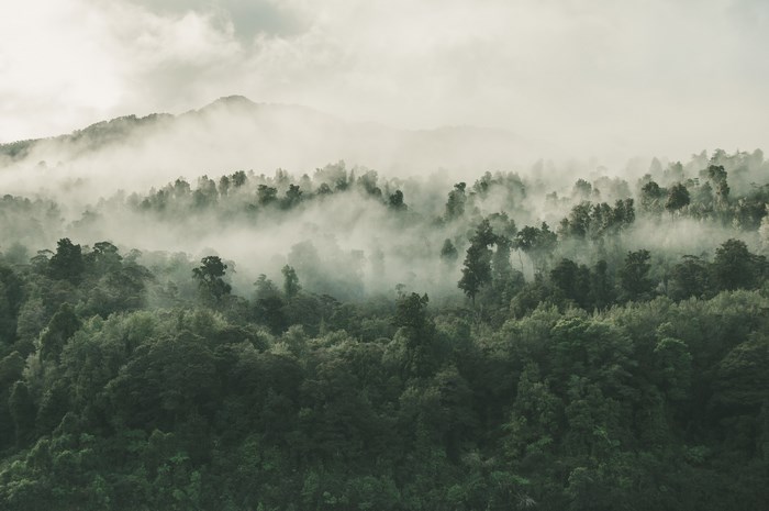 Misty forest on a hill with clouds