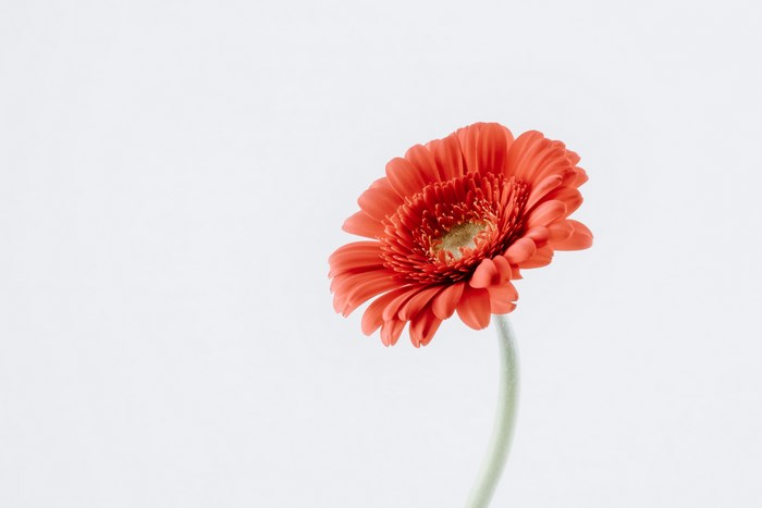 Vibrant Red Gerbera Daisy Close-Up