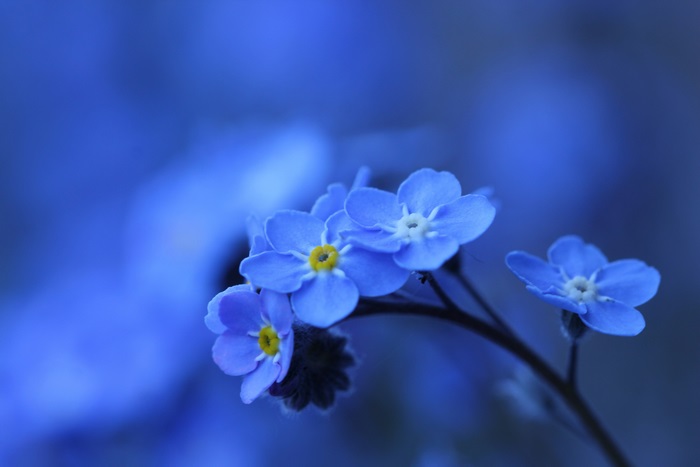 Forget me not flowers in blue 4K