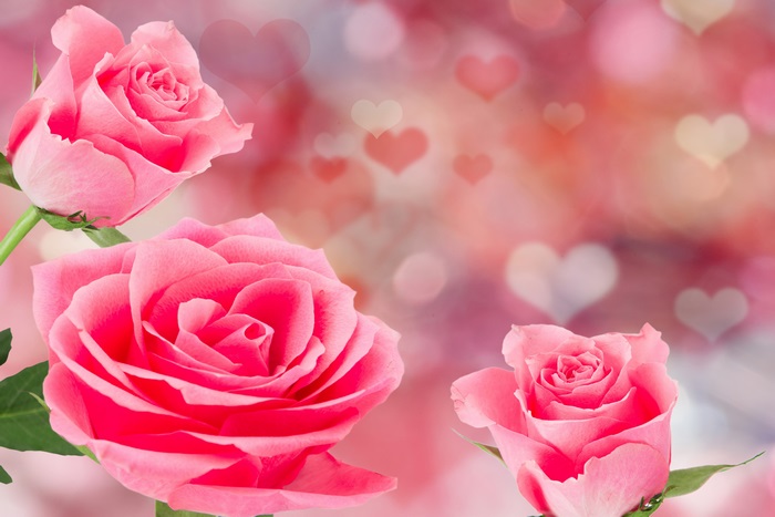 Pink roses with bokeh and heart background 4K