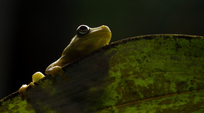 Frog on a leaf