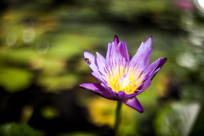 Purple water lily with a bee