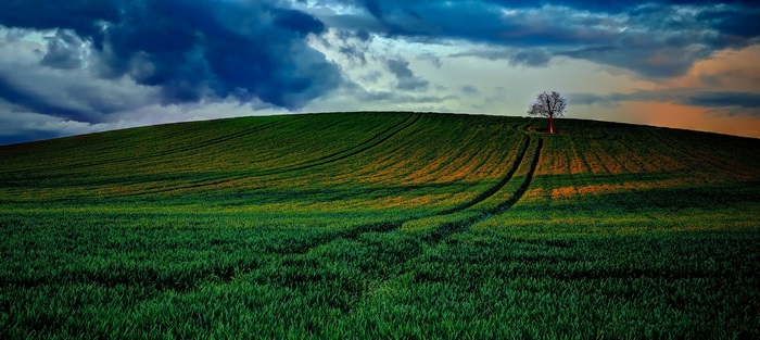 Field with a lone tree under a stormy sky