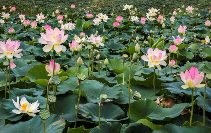 Lotus flowers in a pond