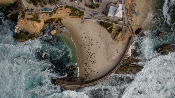 Aerial view of seals gathered on La Jolla beach with waves crashing