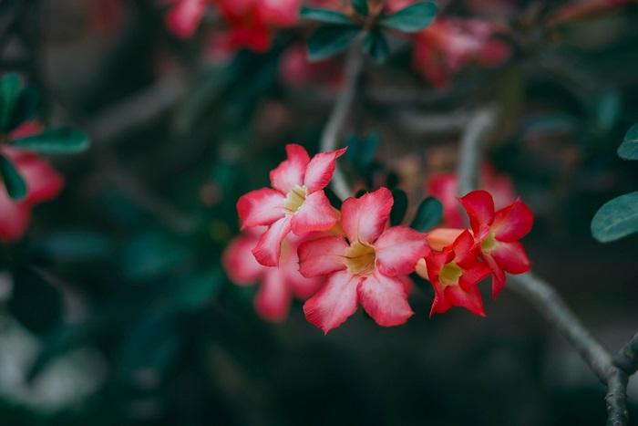 Macro 4K pink and red desert rose flowers