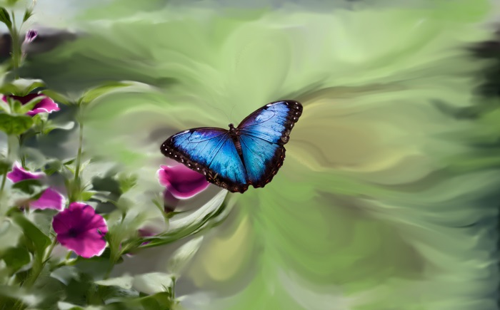 Blue butterfly on pink flowers