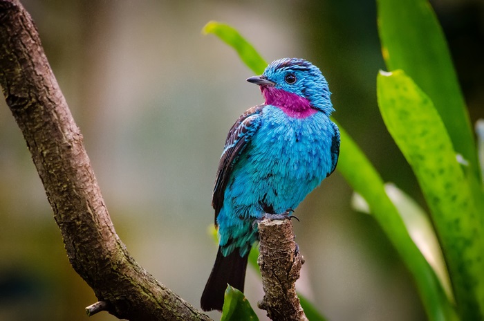 Vibrant Blue Bird Perched on Tree Branch in 4K