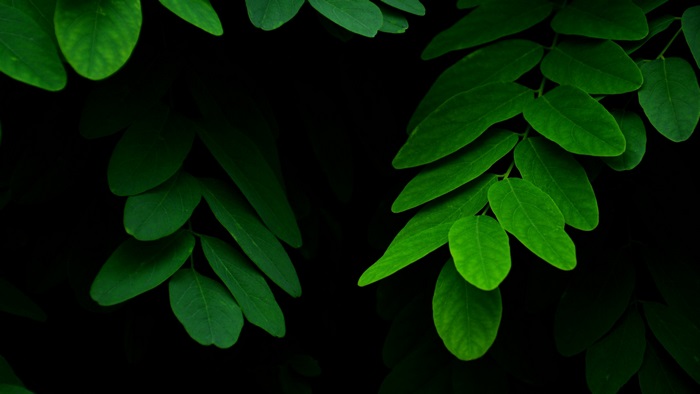 Green leaves on black background 4K