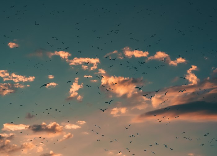 Flock of birds flying in the sky at sunset