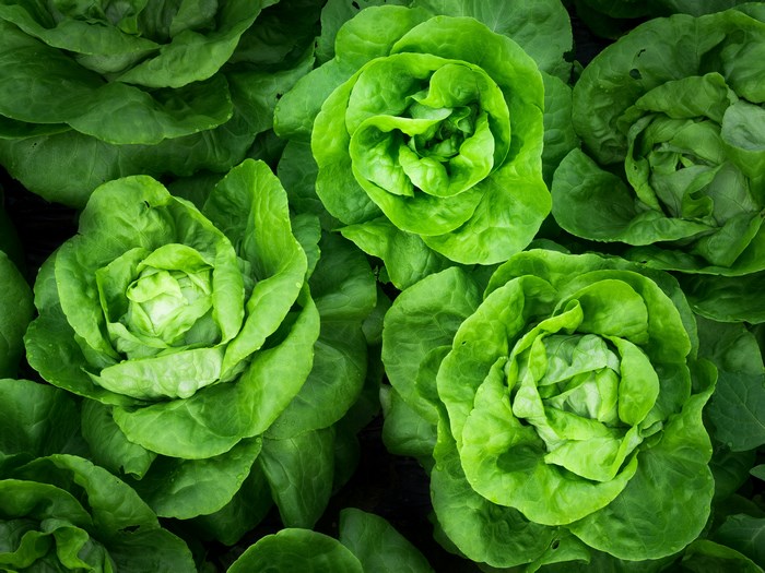 Fresh green lettuce leaves in a garden