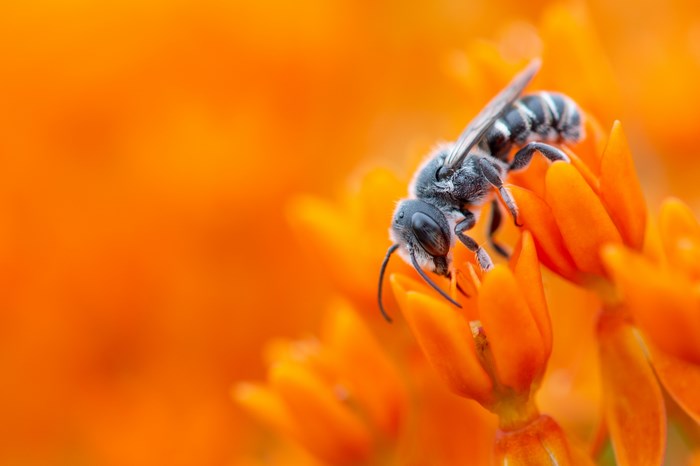 Bee on an orange flower