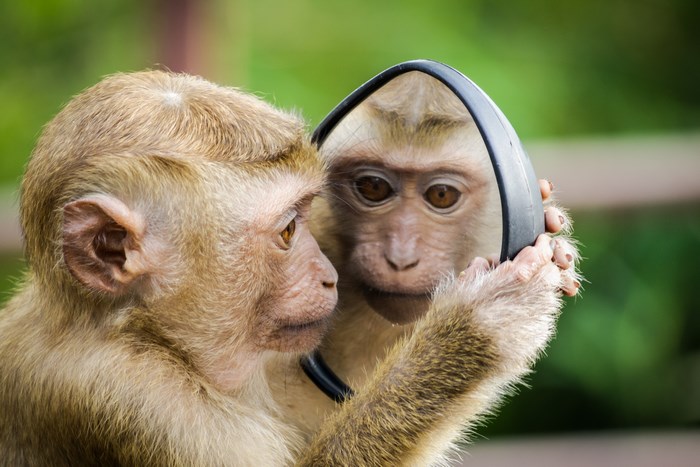 Monkey looking at itself in a mirror