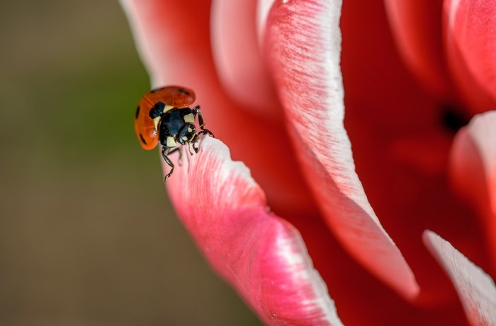 Ladybug on a pink and red tulip petal