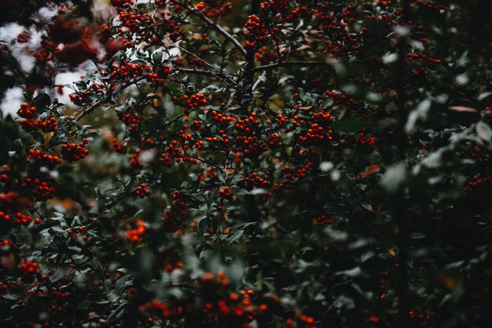 Close-up of red berries on a dark green bush
