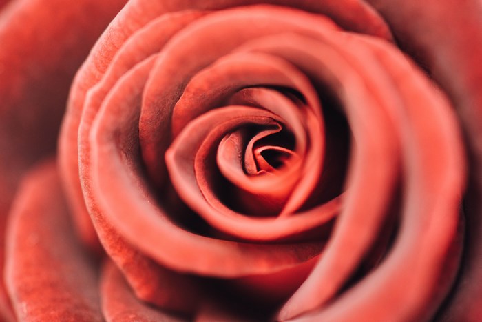 Close up of a red rose petal swirl