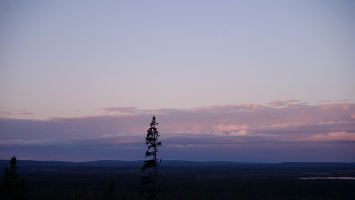 Pine tree in a forest at dusk