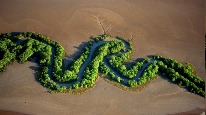 Aerial view of a winding river through a mangrove forest in Australia