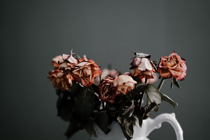 Dried roses in a white vase against a dark background