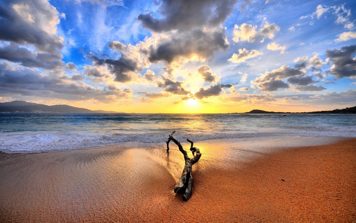 Sunrise over the sea with a driftwood on the beach