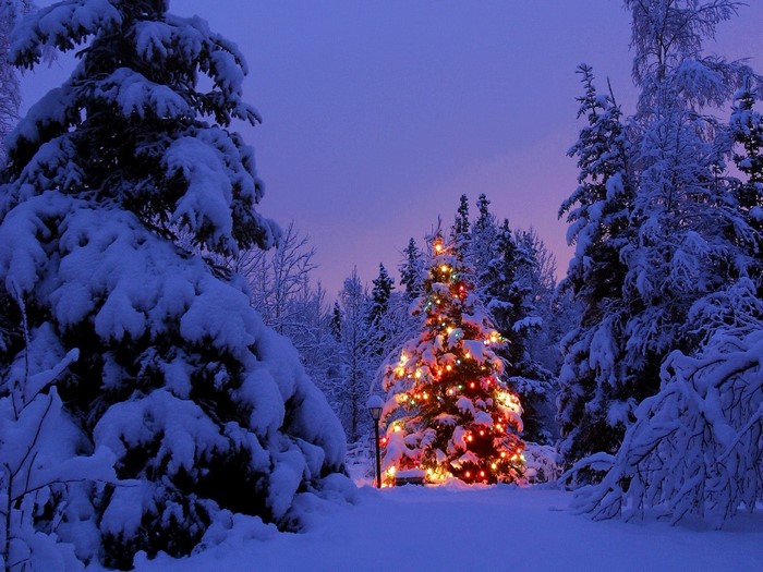 Christmas tree with lights in a snowy forest
