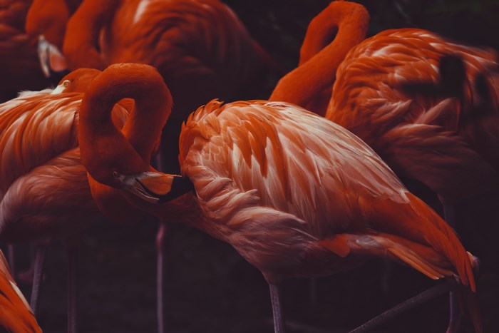 A flock of flamingos in a zoo