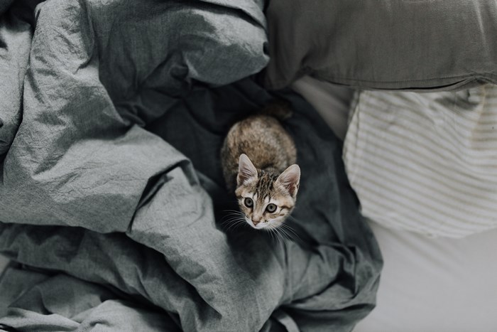 Kitten looking up from a bed