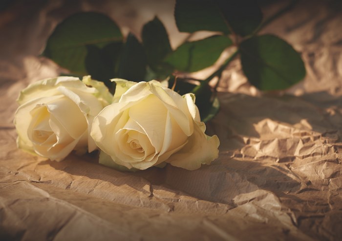 Two white roses on crumpled brown paper