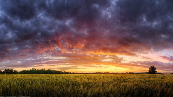 Dramatic sunset over a wheat field