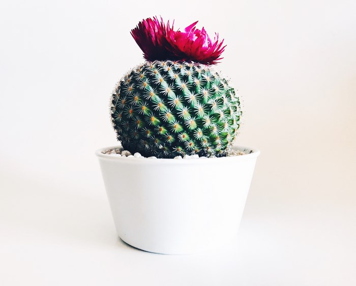 Green Cactus with Pink Flower in White Pot