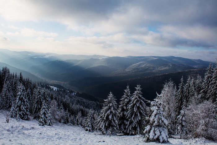 Snowy Pine Forest on a Winter Hill with Sun Rays