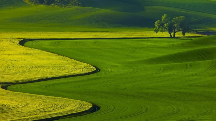 Rolling green and yellow fields with a lone tree
