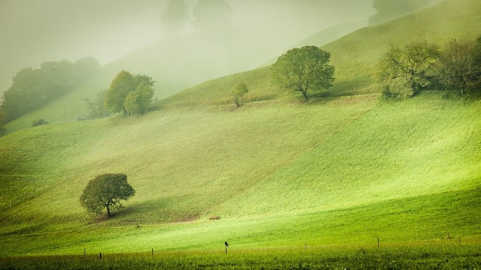 Misty green hills with trees and a bird