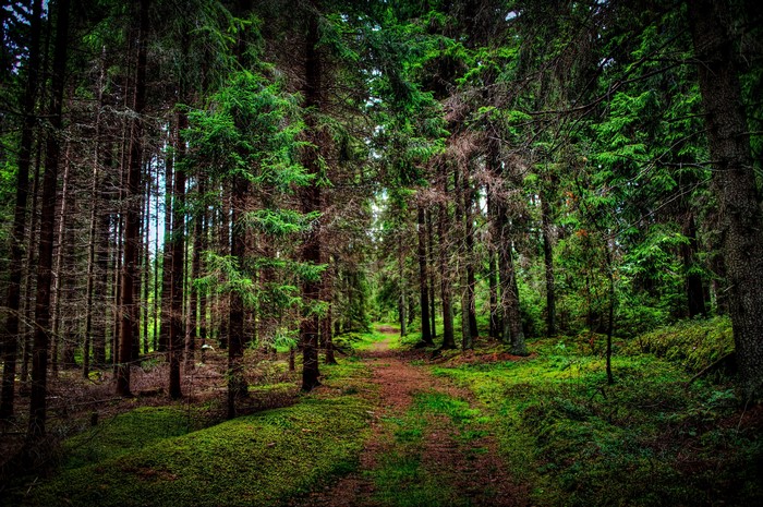 nature landscape trees forest wood branch leaves path grass hdr, HD ...