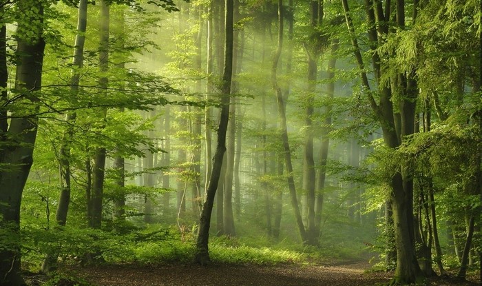 Sunbeams in a green forest with a path