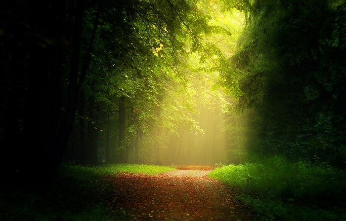 Sunlight filtering through trees onto a forest path