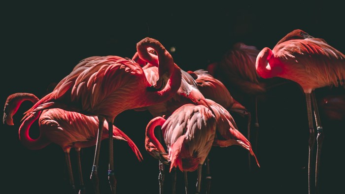 A flock of pink flamingos against a dark background