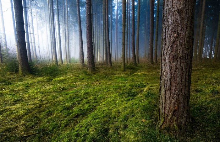 Misty forest with sunlight filtering through trees