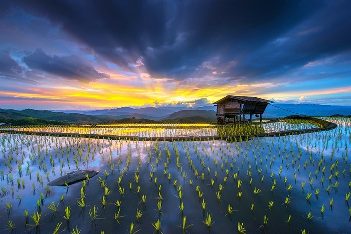 Sunrise over rice terraces with a hut