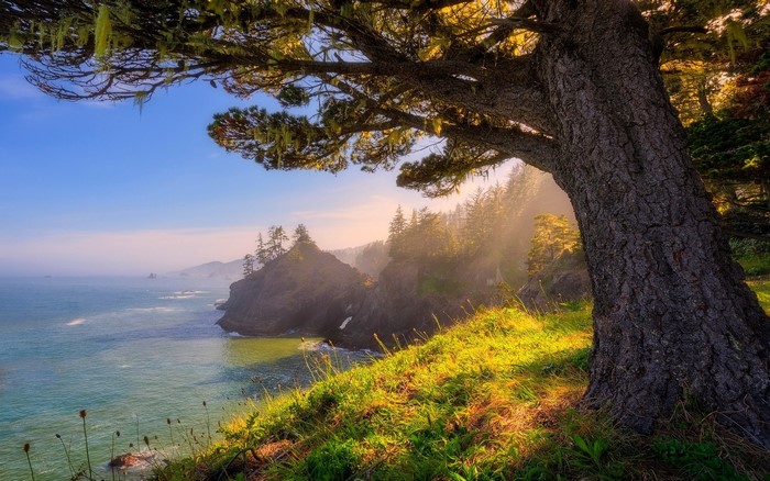 Oregon Coastline with Tree and Sunlight