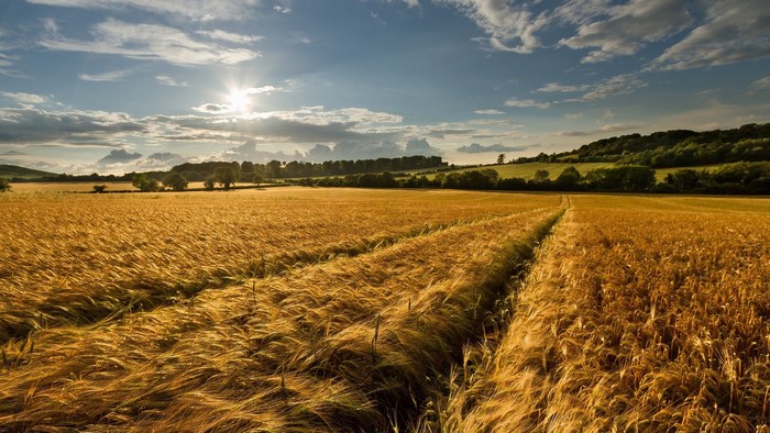 Golden wheat field under a sunny sky