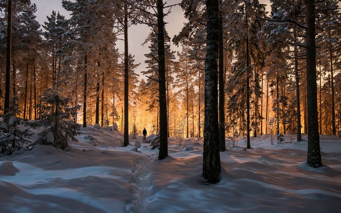 Winter forest with person at sunrise