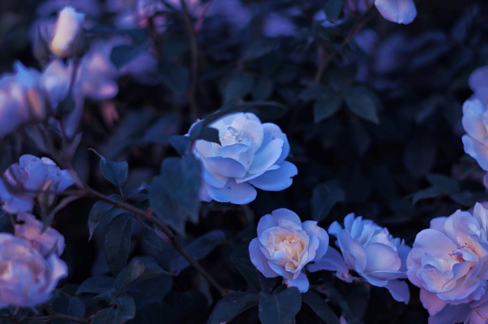 Soft Blue and Purple Roses in a Garden