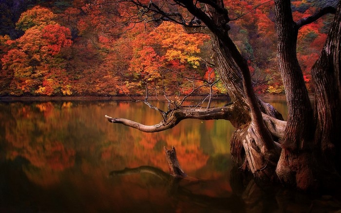 Autumn forest reflected in a lake with dead trees