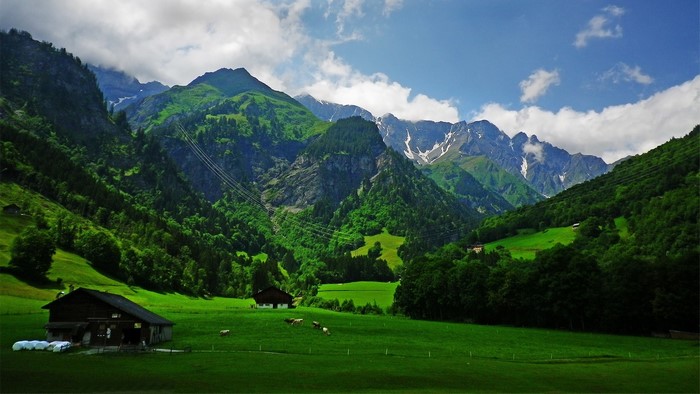Peaceful Alpine Meadow with Mountain Views