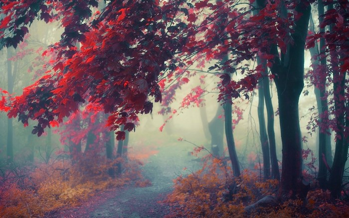 Misty forest path with red autumn leaves