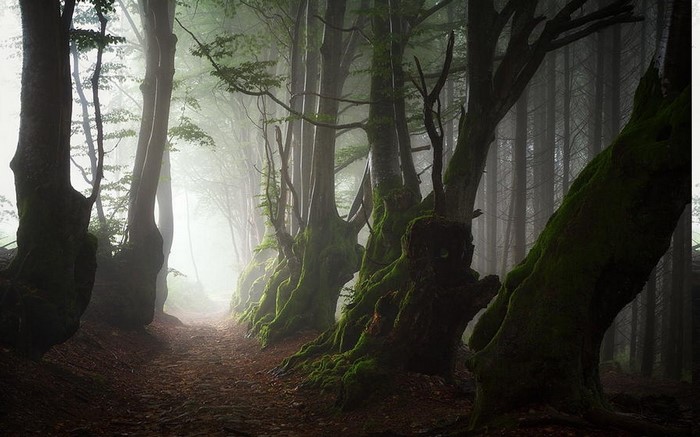 Misty forest path with moss-covered trees