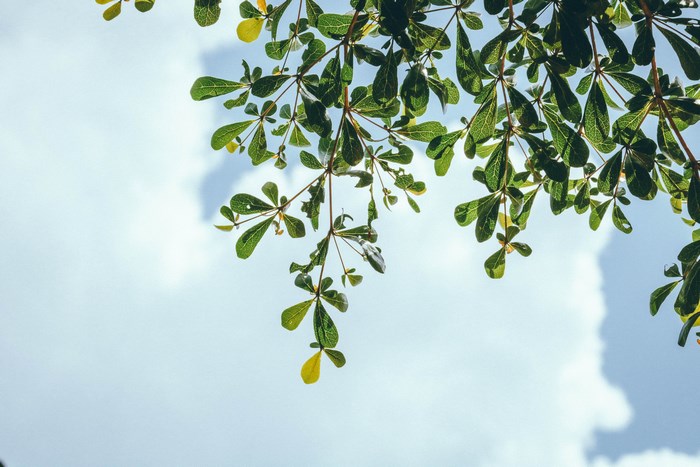 Green leaves of a tree against a cloudy sky