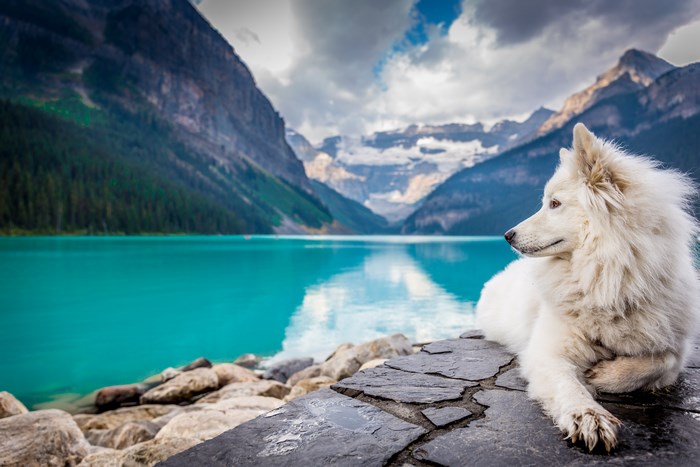 White dog by turquoise lake in Canadian Rockies